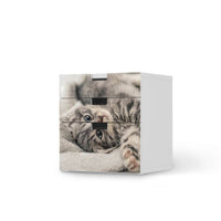 Folie für Möbel Kitty the Cat - IKEA Stuva Kommode - 3 Schubladen (Kombination 1) - weiss