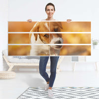 Möbelfolie Jack the Puppy - IKEA Malm Kommode 6 Schubladen (breit) - Folie