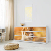 Möbelfolie Jack the Puppy - IKEA Malm Kommode 6 Schubladen (breit) - Schlafzimmer