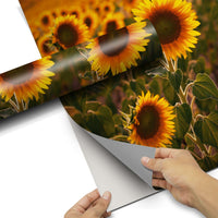Kühlschrank Folie Sunflowers Kühlschrank 60x80 cm - Folie pds1