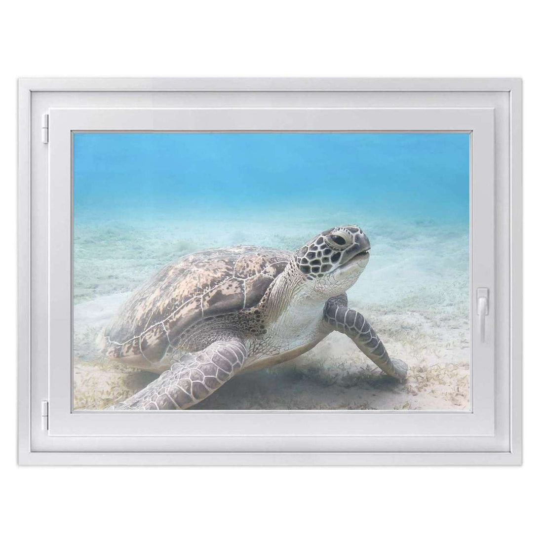 Fensterfolie [quer] -Green Sea Turtle- Größe: 100x70 cm