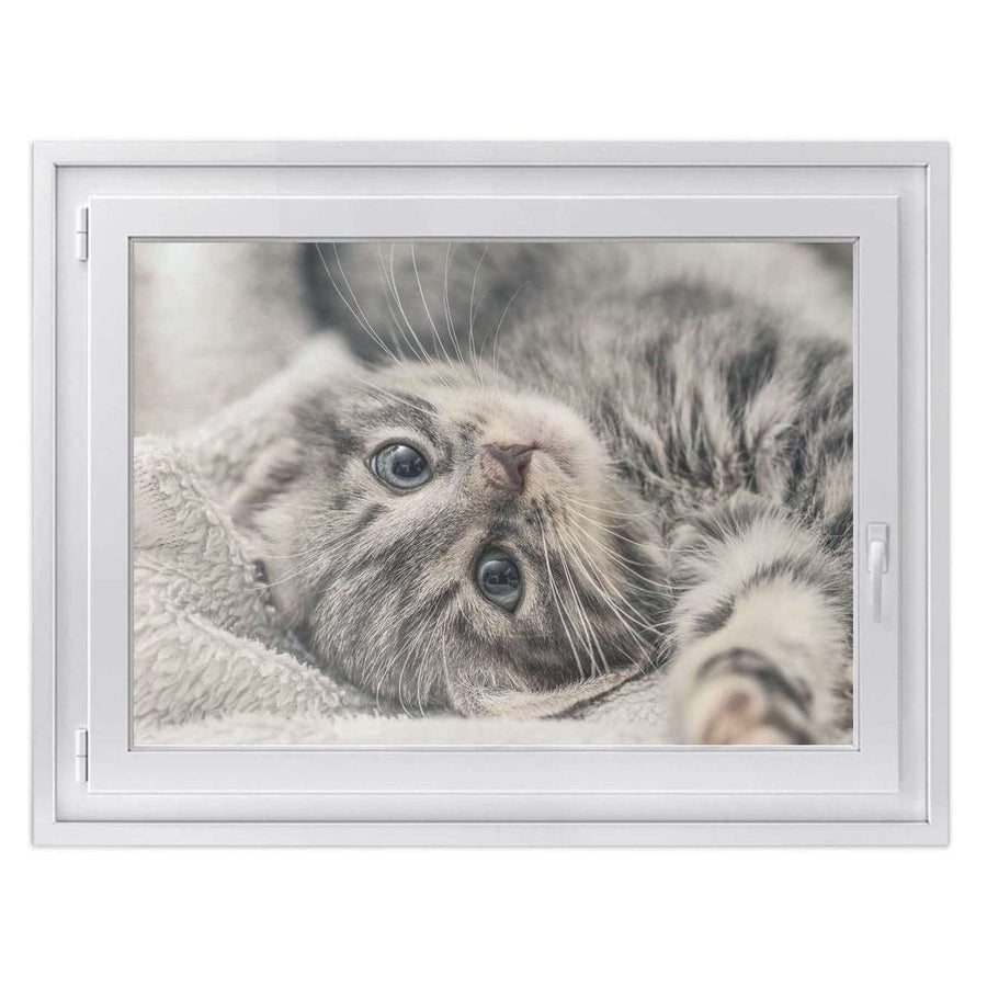 Fensterfolie [quer] -Kitty the Cat- Größe: 100x70 cm