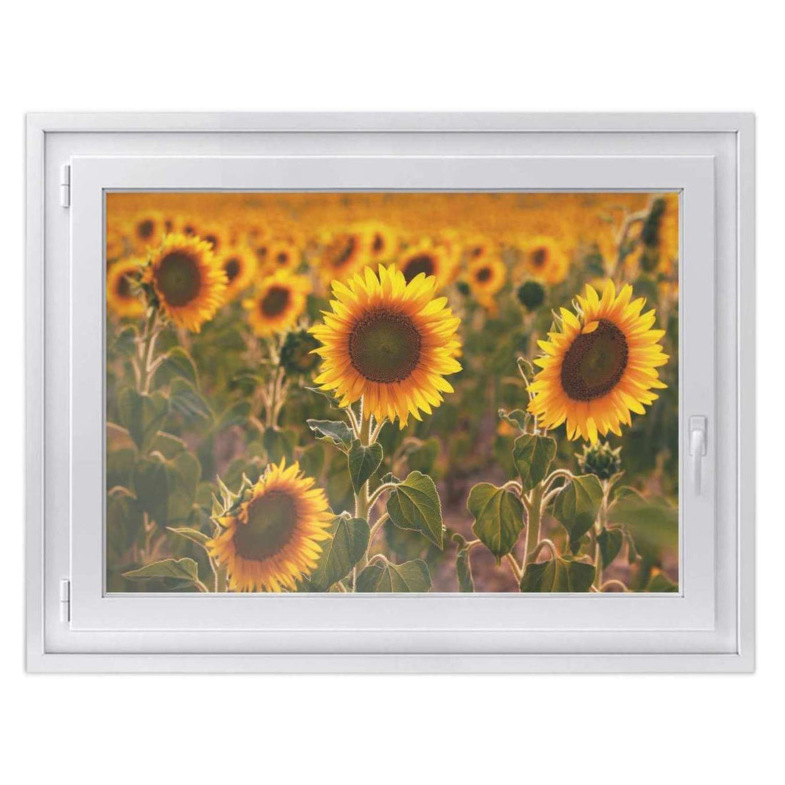 Fensterfolie [quer] -Sunflowers- Größe: 100x70 cm