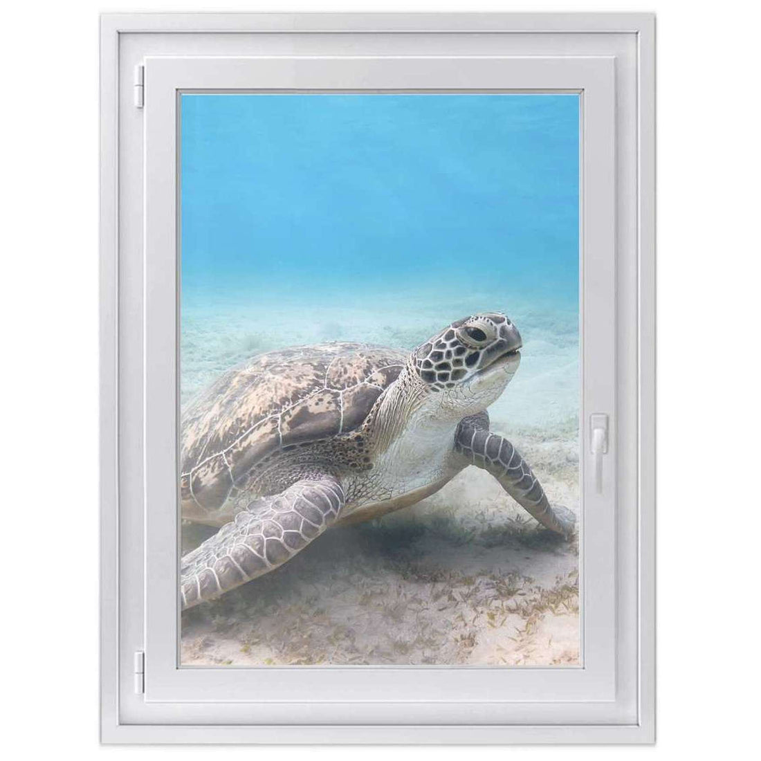 Fensterfolie [hoch] -Green Sea Turtle- Größe: 70x100 cm