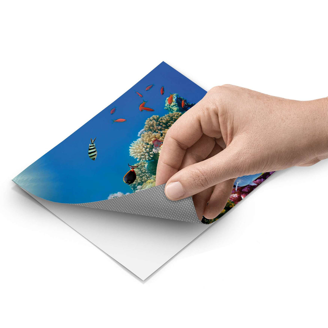 Fliesenfolie - Coral Reef - Do-it-yourself - creatisto pds1