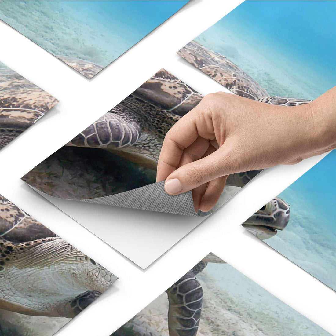Fliesenfolie - Green Sea Turtle - Do-it-yourself - creatisto pds1