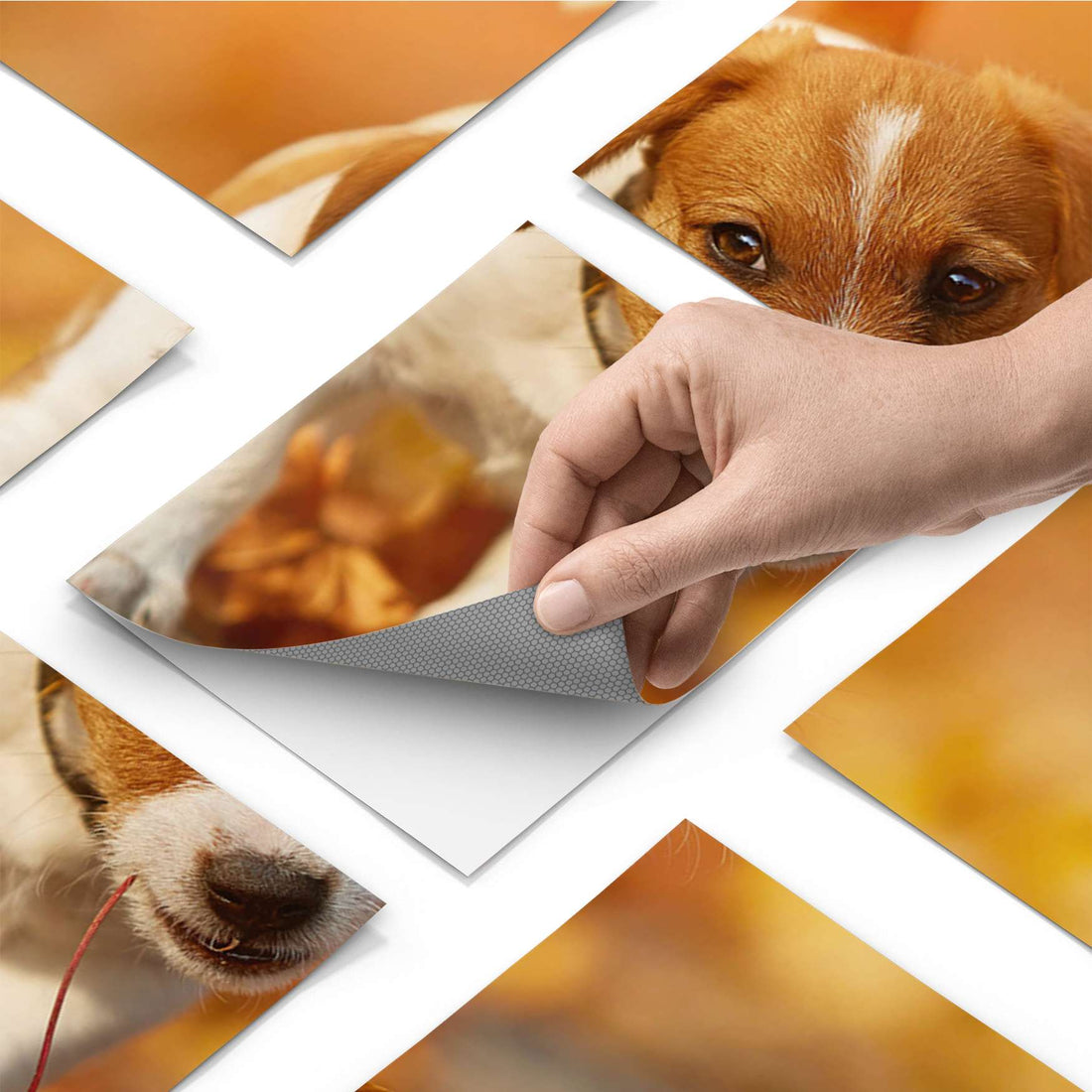 Fliesenfolie - Jack the Puppy - Do-it-yourself - creatisto pds1