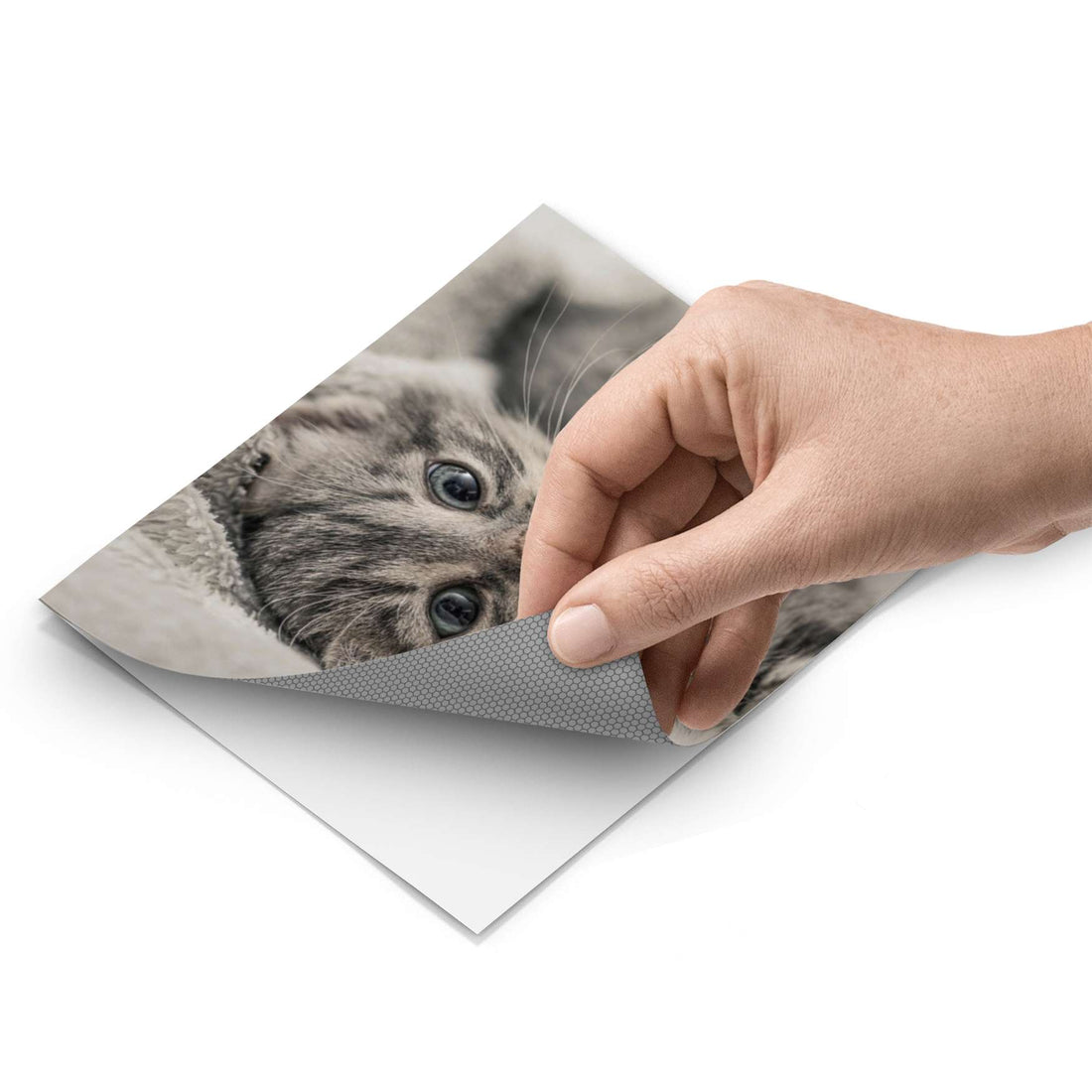 Fliesenfolie - Kitty the Cat - Do-it-yourself - creatisto pds1