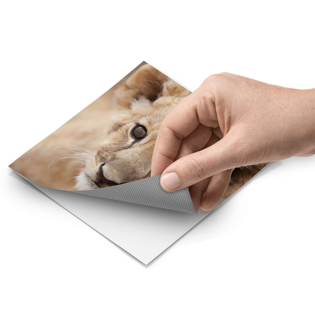 Fliesenfolie - Simba - Do-it-yourself - creatisto pds1