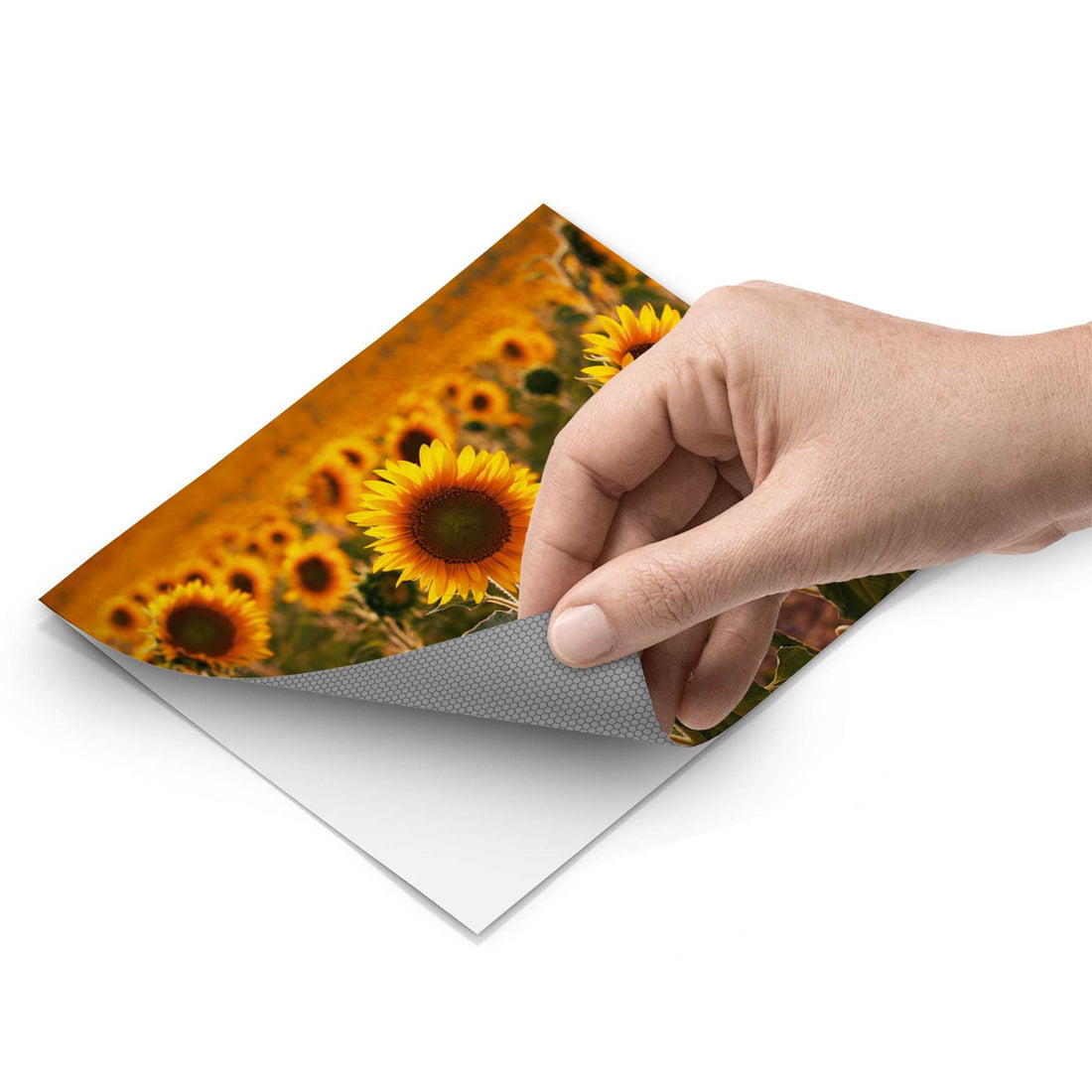 Fliesenfolie - Sunflowers - Do-it-yourself - creatisto pds1