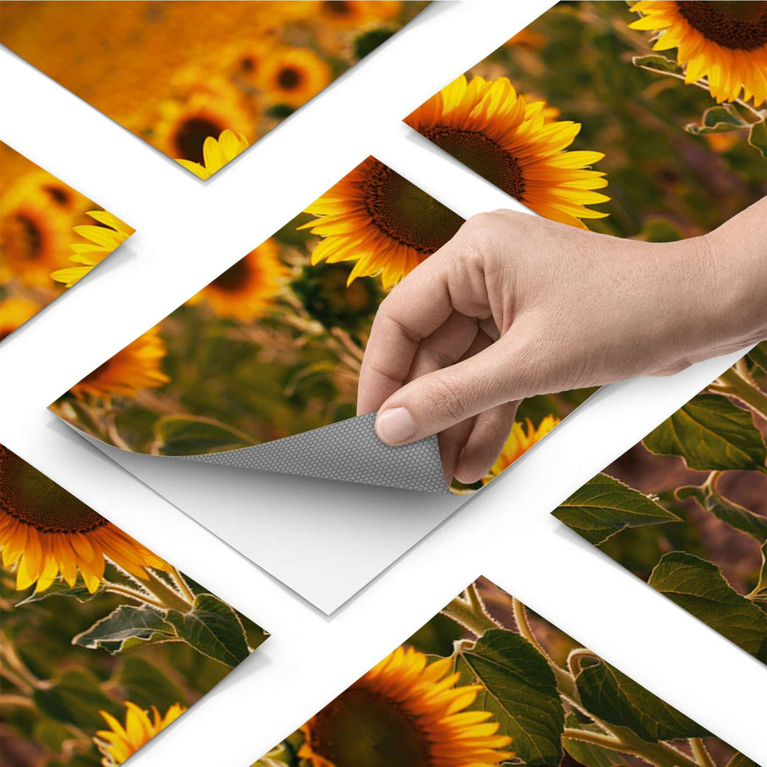 Fliesenfolie - Sunflowers - Do-it-yourself - creatisto pds1