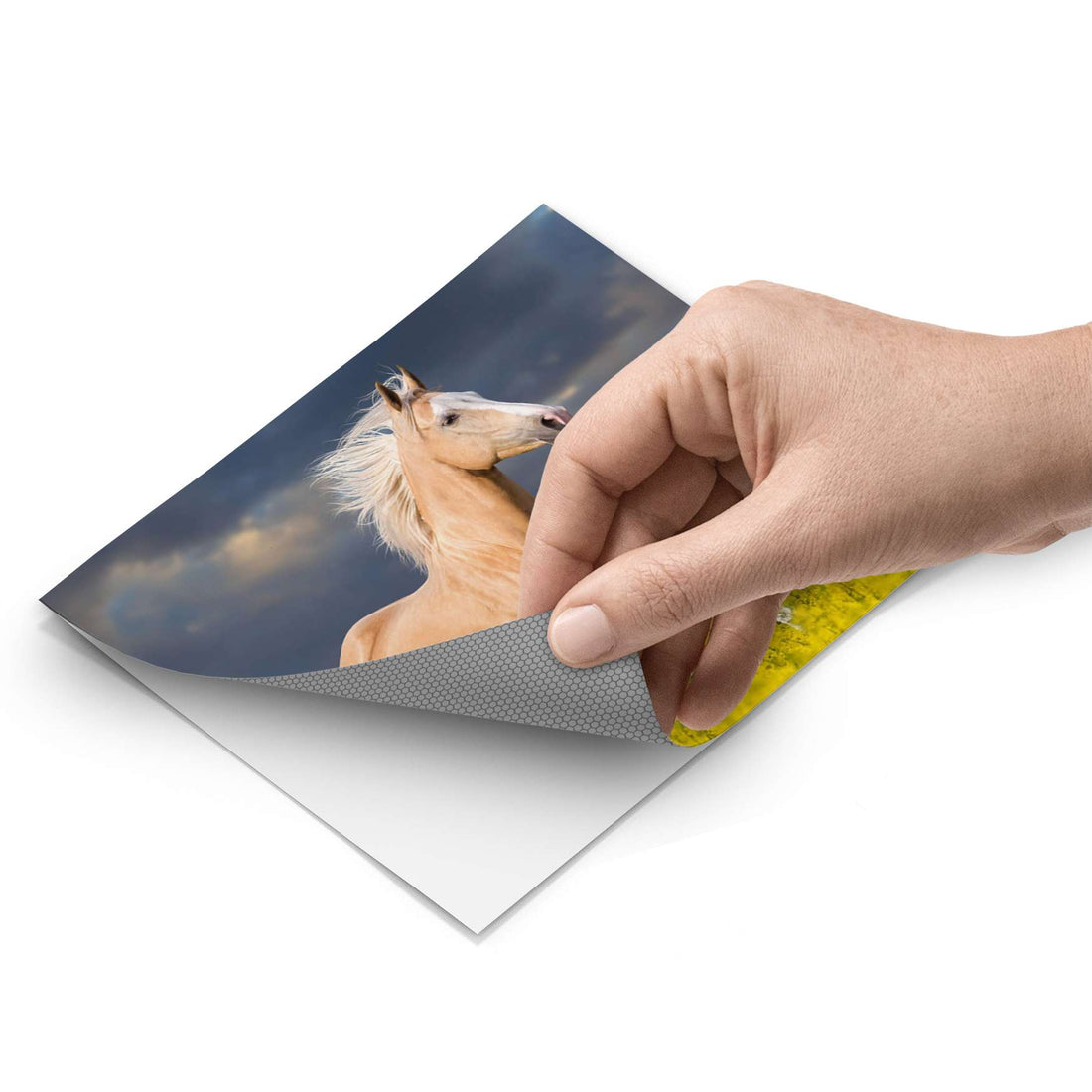 Fliesenfolie - Wildpferd - Do-it-yourself - creatisto pds1