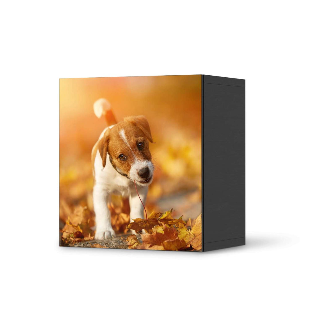 Klebefolie für Möbel Jack the Puppy - IKEA Besta Regal 1 Türe - schwarz