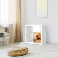 Klebefolie für Möbel Lion King - IKEA Expedit Regal 2 Türen Hoch - Wohnzimmer