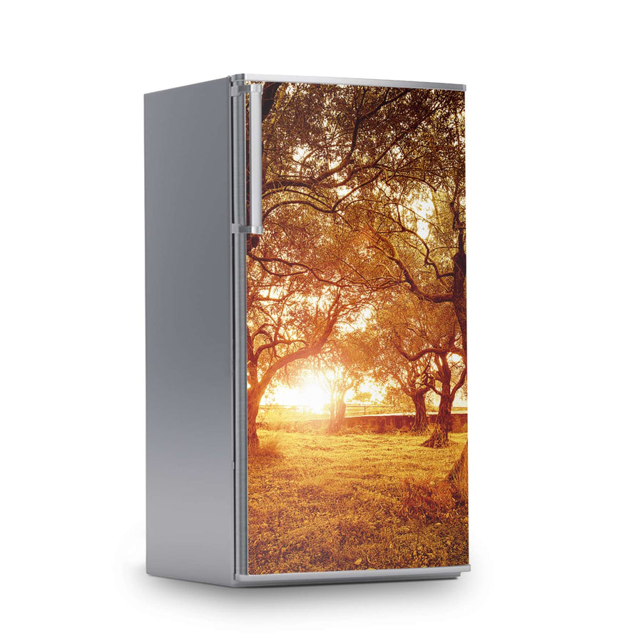 Kühlschrank Folie -Tree Sunlight- Kühlschrank 60x120 cm