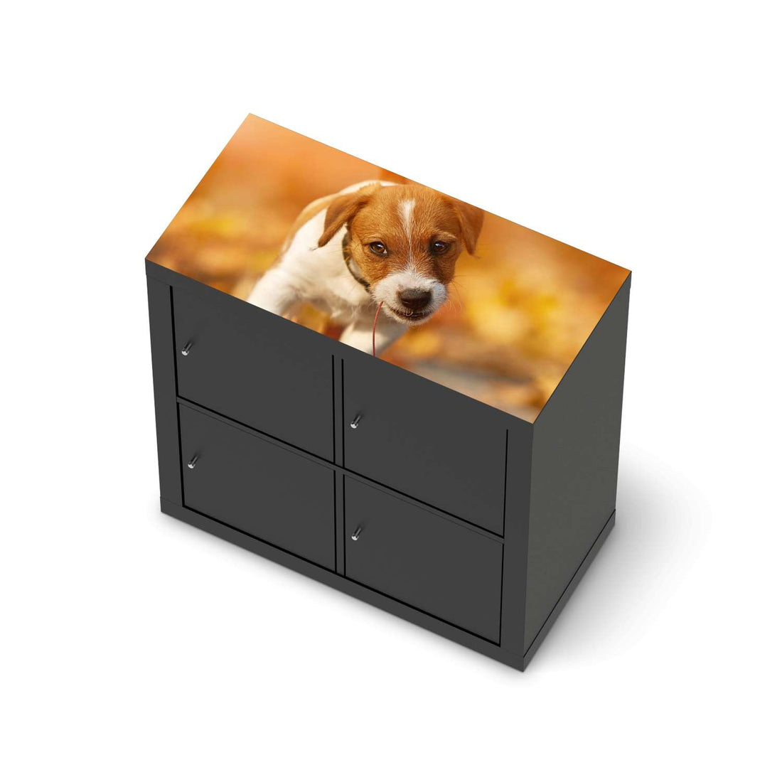 Möbelfolie Jack the Puppy - IKEA Expedit Regal [oben] - schwarz