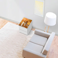 Möbelfolie Jack the Puppy - IKEA Malm Kommode 2 Schubladen [oben] - Wohnzimmer