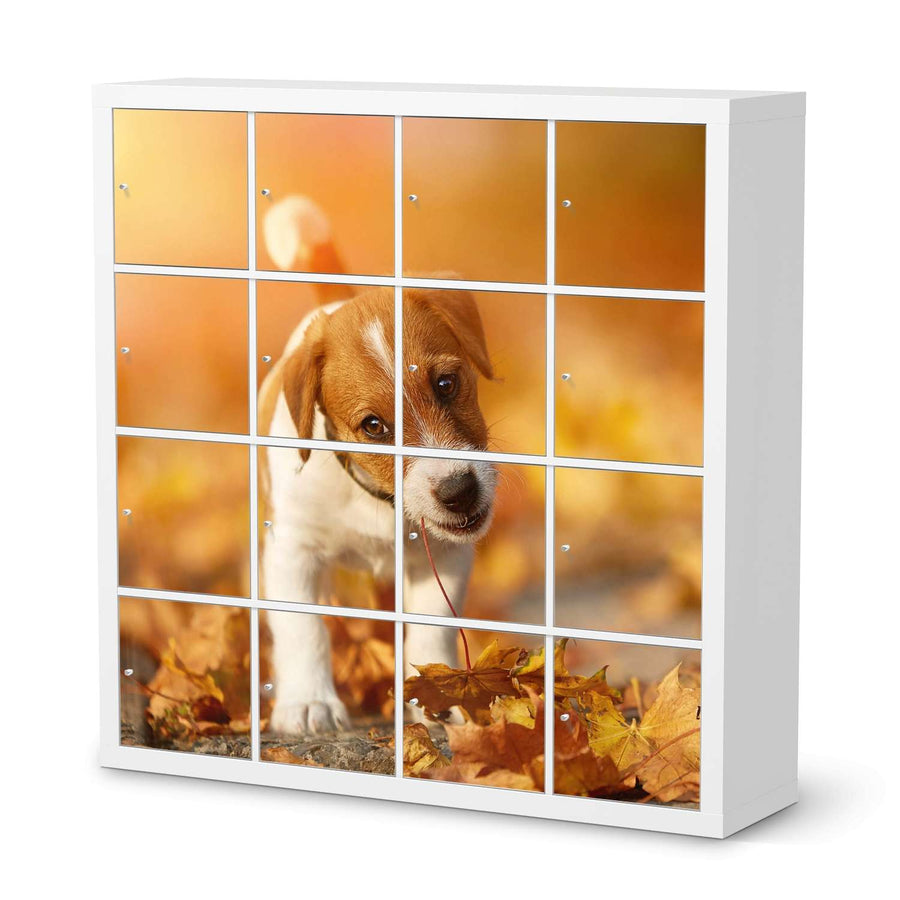 Selbstklebende Folie Jack the Puppy - IKEA Expedit Regal 16 Türen  - weiss